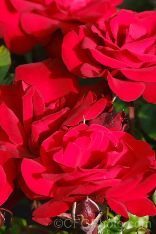 Rosa 'Crimson Bouquet' (parentage unknown</i>), a fragrant. Grandiflora rose raised by Kordes of Germany and introduced in 1999. The plant grows to around 15m tall and the flowers are up to 100mm across. Order: Rosales, Family: Rosaceae