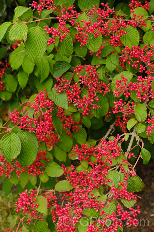 The fruits of the Japanese Snowball (<i>Viburnum plicatum</i>), a 3m tall deciduous, spring-flowering shrub native to Japan and China. Red berries, ripening to black, follow the flower heads, which are green on first opening, mature to white and may develop pink tones with age. viburnum-2081htm'>Viburnum. <a href='adoxaceae-plant-family-photoshtml'>Adoxaceae</a>.