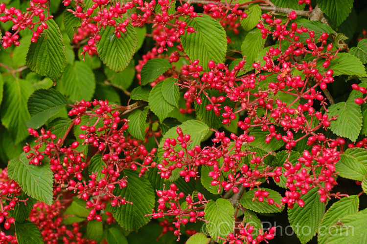 The fruits of the Japanese Snowball (<i>Viburnum plicatum</i>), a 3m tall deciduous, spring-flowering shrub native to Japan and China. Red berries, ripening to black, follow the flower heads, which are green on first opening, mature to white and may develop pink tones with age. viburnum-2081htm'>Viburnum. <a href='adoxaceae-plant-family-photoshtml'>Adoxaceae</a>.