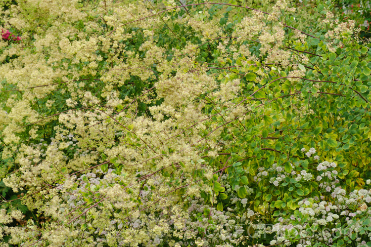 Tall Meadow Rue or Purple Meadow Rue (<i>Thalictrum dasycarpum</i>), a North American herbaceous perennial that can grow to 2m tall when in flower. The name. Purple Meadow Rue refers to the purple-red-tinted stems. The sexes usually occur as separate plants; this is a male thalictrum-2040htm'>Thalictrum.