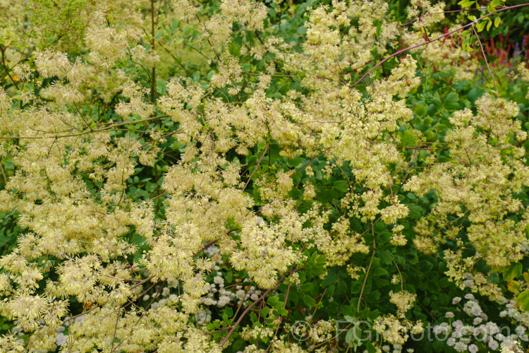 Tall Meadow Rue or Purple Meadow Rue (<i>Thalictrum dasycarpum</i>), a North American herbaceous perennial that can grow to 2m tall when in flower. The name. Purple Meadow Rue refers to the purple-red-tinted stems. The sexes usually occur as separate plants; this is a male thalictrum-2040htm'>Thalictrum.