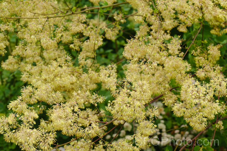 Tall Meadow Rue or Purple Meadow Rue (<i>Thalictrum dasycarpum</i>), a North American herbaceous perennial that can grow to 2m tall when in flower. The name. Purple Meadow Rue refers to the purple-red-tinted stems. The sexes usually occur as separate plants; this is a male thalictrum-2040htm'>Thalictrum.