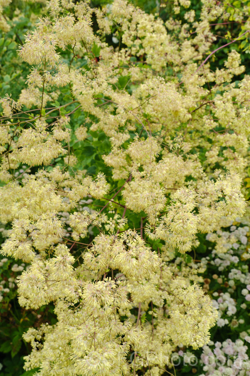 Tall Meadow Rue or Purple Meadow Rue (<i>Thalictrum dasycarpum</i>), a North American herbaceous perennial that can grow to 2m tall when in flower. The name. Purple Meadow Rue refers to the purple-red-tinted stems. The sexes usually occur as separate plants; this is a male thalictrum-2040htm'>Thalictrum.