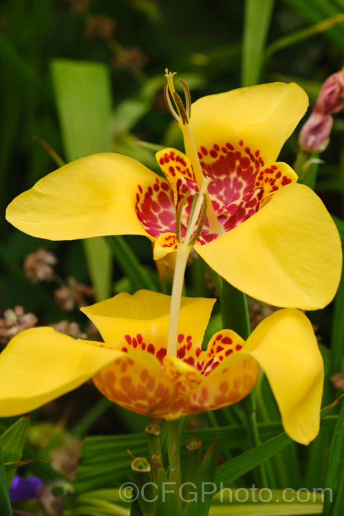 Jockey's Cap (<i>Tigridia pavonia</i>), a widely cultivated. Mexican bulb that is found in a variety of colours. The flowers last only one day but appear in succession through summer. Order: Asparagales, Family: Iridaceae