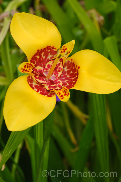 Jockey's Cap (<i>Tigridia pavonia</i>), a widely cultivated. Mexican bulb that is found in a variety of colours. The flowers last only one day but appear in succession through summer. Order: Asparagales, Family: Iridaceae