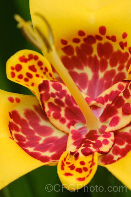 Jockey's Cap (<i>Tigridia pavonia</i>), a widely cultivated. Mexican bulb that is found in a variety of colours. The flowers last only one day but appear in succession through summer. Order: Asparagales, Family: Iridaceae
