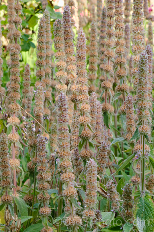 Downy. Woundwort (<i>Stachys germanica</i>), a clump-forming, late spring- to early summer-flowering herbaceous perennial found from western Europe to North Africa and Central Asia. The flower stems are up to 12m tall