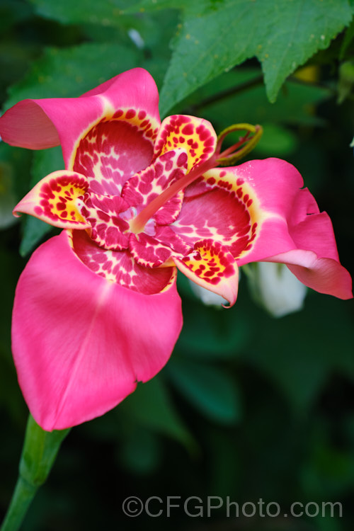 Jockey's Cap (<i>Tigridia pavonia</i>), a widely cultivated. Mexican bulb that is found in a variety of colours. The flowers last only one day but appear in succession through summer. Order: Asparagales, Family: Iridaceae