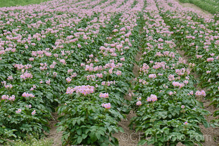 'Van. Rosa'. Potato (<i>Solanum tuberosum 'Van. Rosa'), a purple-flowered, red-skinned, white-fleshed, general purpose potato that matures in 90-100 days. Now available in myriad forms and grown nearly worldwide, the potato is a tuberous perennial originally native to South America. solanum-2141htm'>Solanum.