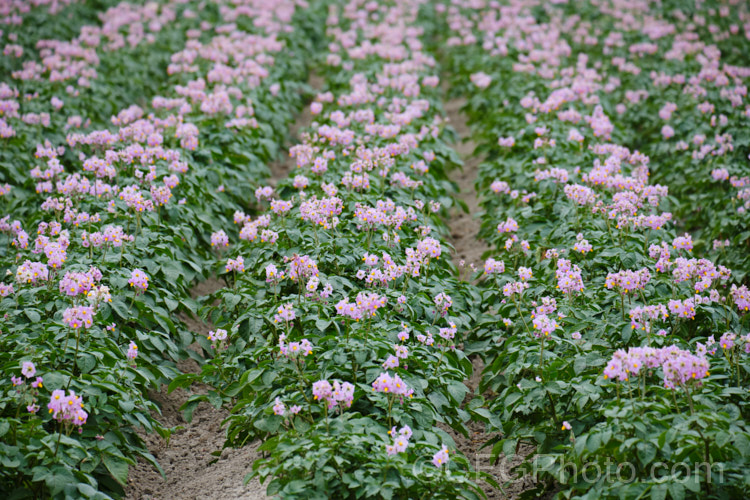 'Van. Rosa'. Potato (<i>Solanum tuberosum 'Van. Rosa'), a purple-flowered, red-skinned, white-fleshed, general purpose potato that matures in 90-100 days. Now available in myriad forms and grown nearly worldwide, the potato is a tuberous perennial originally native to South America. solanum-2141htm'>Solanum.
