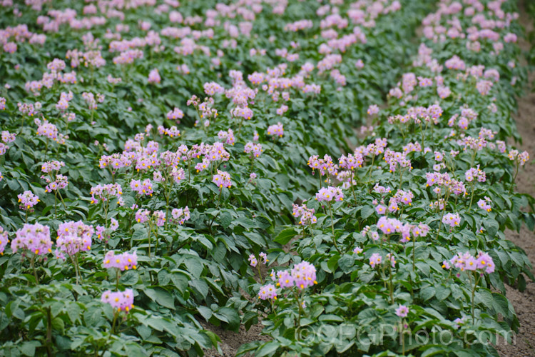 'Van. Rosa'. Potato (<i>Solanum tuberosum 'Van. Rosa'), a purple-flowered, red-skinned, white-fleshed, general purpose potato that matures in 90-100 days. Now available in myriad forms and grown nearly worldwide, the potato is a tuberous perennial originally native to South America. solanum-2141htm'>Solanum.