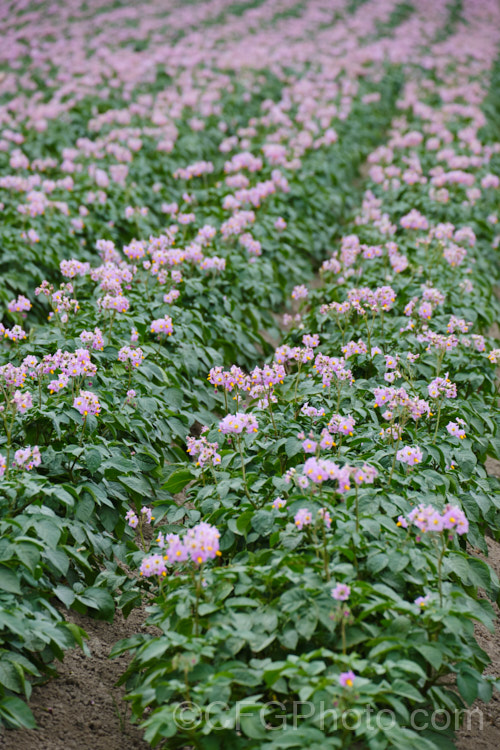 'Van. Rosa'. Potato (<i>Solanum tuberosum 'Van. Rosa'), a purple-flowered, red-skinned, white-fleshed, general purpose potato that matures in 90-100 days. Now available in myriad forms and grown nearly worldwide, the potato is a tuberous perennial originally native to South America. solanum-2141htm'>Solanum.