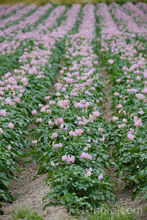 'Van. Rosa'. Potato (<i>Solanum tuberosum 'Van. Rosa'), a purple-flowered, red-skinned, white-fleshed, general purpose potato that matures in 90-100 days. Now available in myriad forms and grown nearly worldwide, the potato is a tuberous perennial originally native to South America. solanum-2141htm'>Solanum.