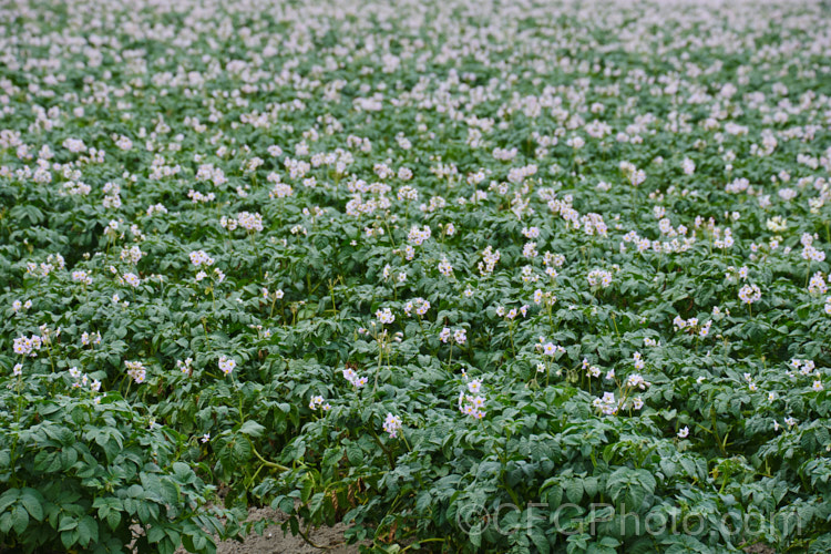 'Moonlight'. Potato (<i>Solanum tuberosum 'Moonlight'), a pale mauve-flowered, cream-skinned, white-fleshed, large-tubered, general purpose potato that matures in 90-100 days. Now available in myriad forms and grown nearly worldwide, the potato is a tuberous perennial originally native to South America. solanum-2141htm'>Solanum.