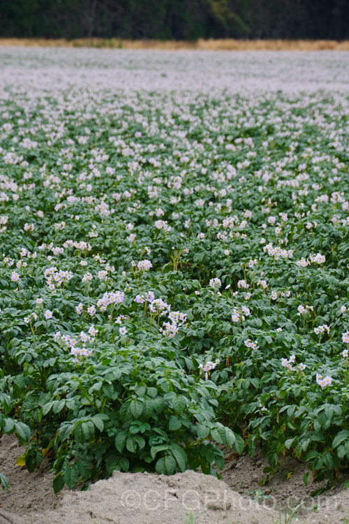 'Moonlight'. Potato (<i>Solanum tuberosum 'Moonlight'), a pale mauve-flowered, cream-skinned, white-fleshed, large-tubered, general purpose potato that matures in 90-100 days. Now available in myriad forms and grown nearly worldwide, the potato is a tuberous perennial originally native to South America. solanum-2141htm'>Solanum.