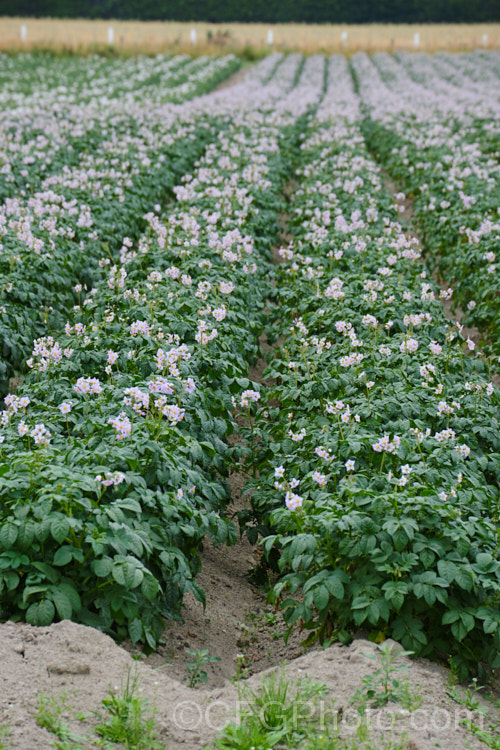 'Moonlight'. Potato (<i>Solanum tuberosum 'Moonlight'), a pale mauve-flowered, cream-skinned, white-fleshed, large-tubered, general purpose potato that matures in 90-100 days. Now available in myriad forms and grown nearly worldwide, the potato is a tuberous perennial originally native to South America. solanum-2141htm'>Solanum.
