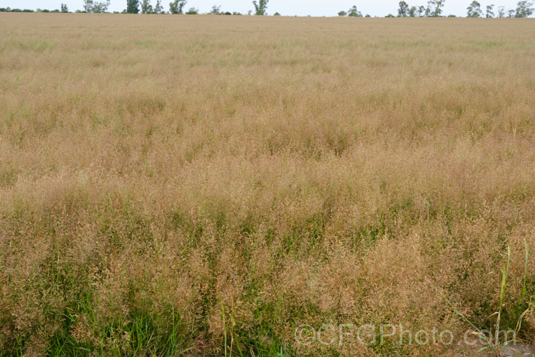 Chewings Fescue (<i>Festuca rubra subsp. commutata</i>), a subspecies of Red Fescue that is favoured as a lawn grass for a dense sward on low-traffic lawns. Unlike the parent species, it does not have creeping rhizomes. It is shown here being cultivated commercially for its seeds. Order: Poales, Family: Poaceae