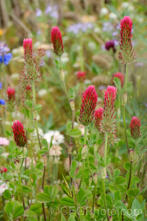 Crimson Clover or Italian Clover (<i>Trifolium incarnatum</i>), an annual or short-lived perennial clover originally native to Europe but now widely cultivated in the perennial zones. The inflorescence can be up to 5cm long. trifolium-3369htm'>Trifolium.