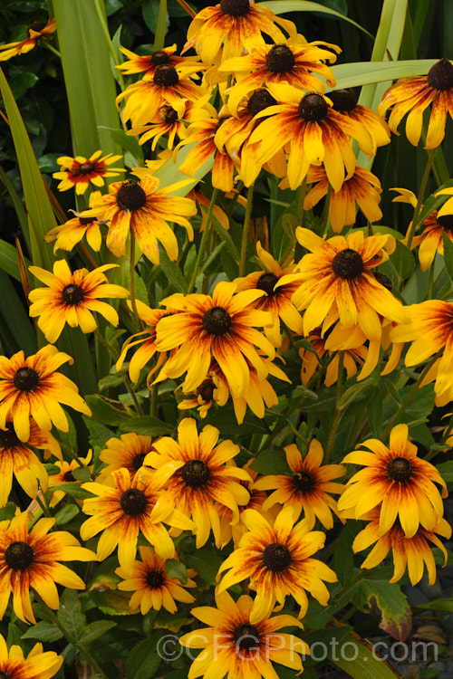 Rudbeckia hirta, a late summer- to autumn-flowering biennial or short-lived perennial that can grow to as much as 2m tall It is native to the central United States and the colour of the flowerheads is variable, sometime with pure yellow ray florets but often with varying degrees of orange to red brown near the central cone. Garden cultivars tend to be shorter than the wild plants. rudbeckia-2220htm'>Rudbeckia.