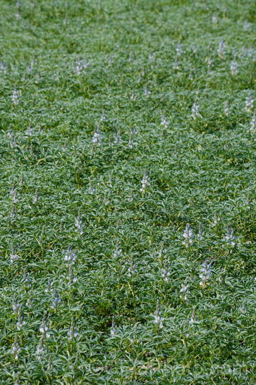Blue Lupin or Blue Lupine (<i>Lupinus angustifolius</i>), a 1m tall Eurasian annual that is often grown, as shown here, as a nitrogen-fixing green manure. The seed is sown throughout the warmer months in mild areas, or in very early spring where the winters are colder. lupinus-3109htm'>Lupinus.