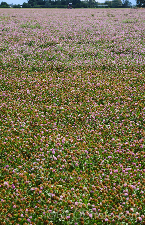 A field of Red Clover or Purple Clover (<i>Trifolium pratense</i>) being grown for seed. This short-lived perennial, originally native to Europe, is often grown in pastures and also occurs as a weed. It can grow to over 50cm tall and there are several ornamental cultivars. trifolium-3369htm'>Trifolium.