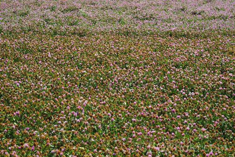 A field of Red Clover or Purple Clover (<i>Trifolium pratense</i>) being grown for seed. This short-lived perennial, originally native to Europe, is often grown in pastures and also occurs as a weed. It can grow to over 50cm tall and there are several ornamental cultivars. trifolium-3369htm'>Trifolium.