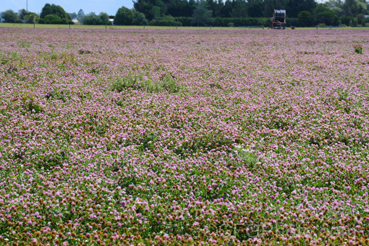 A field of Red Clover or Purple Clover (<i>Trifolium pratense</i>) being grown for seed. This short-lived perennial, originally native to Europe, is often grown in pastures and also occurs as a weed. It can grow to over 50cm tall and there are several ornamental cultivars. trifolium-3369htm'>Trifolium.