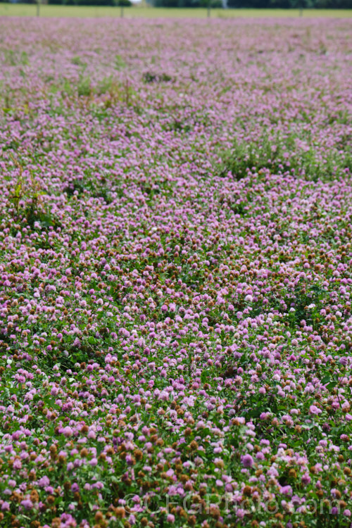A field of Red Clover or Purple Clover (<i>Trifolium pratense</i>) being grown for seed. This short-lived perennial, originally native to Europe, is often grown in pastures and also occurs as a weed. It can grow to over 50cm tall and there are several ornamental cultivars. trifolium-3369htm'>Trifolium.