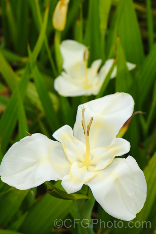 Tigridia pavonia 'Alba', a white flowered cultivar of the Jockey's Cap, a widely cultivated. Mexican bulb that is found in a variety of colours. The flowers last only one day but appear in succession through summer. Sometimes also sold as 'Alba. Immaculata' or just 'White'. Order: Asparagales, Family: Iridaceae
