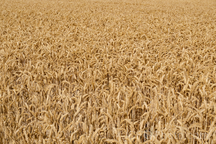 Common Wheat or Bread. Wheat (<i>Triticum aestivum</i>) ready to harvest. Originating in the Middle. East and among the first cultivated plants, wheat is a vitally important cereal crop for much of the world. It is the primary constituent of most bread and cakes and is used in many other baked goods. triticum-2291htm'>Triticum. .