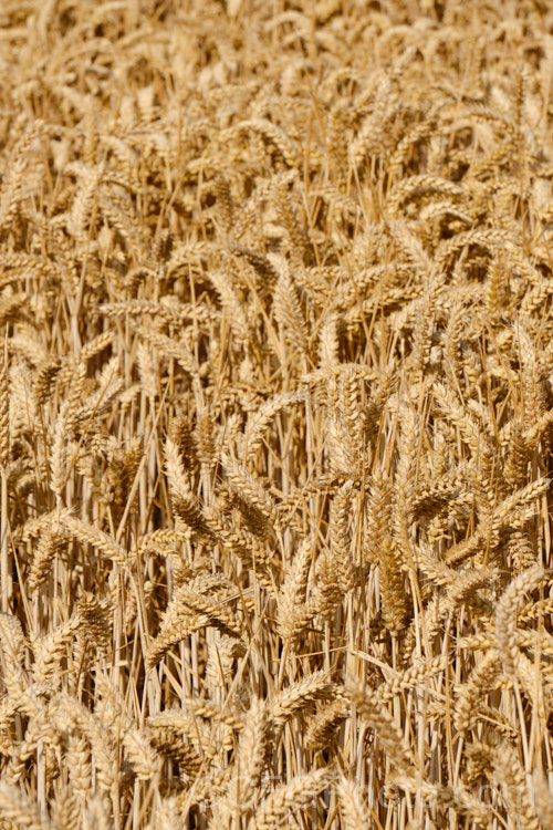 Common Wheat or Bread. Wheat (<i>Triticum aestivum</i>) ready to harvest. Originating in the Middle. East and among the first cultivated plants, wheat is a vitally important cereal crop for much of the world. It is the primary constituent of most bread and cakes and is used in many other baked goods. triticum-2291htm'>Triticum. .
