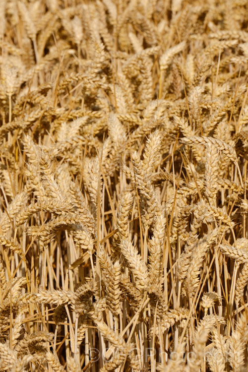 Common Wheat or Bread. Wheat (<i>Triticum aestivum</i>) ready to harvest. Originating in the Middle. East and among the first cultivated plants, wheat is a vitally important cereal crop for much of the world. It is the primary constituent of most bread and cakes and is used in many other baked goods. triticum-2291htm'>Triticum. .