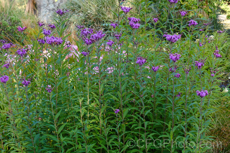 Great Ironweed (<i>Vernonia arkansana [syn. Vernonia crinita]), a late-summer to autumn-flowering perennial daisy native to the south-central United States. It can grow to as much as 3m tall and thrives in moist areas, such as pond margins. vernonia-3386htm'>Vernonia.