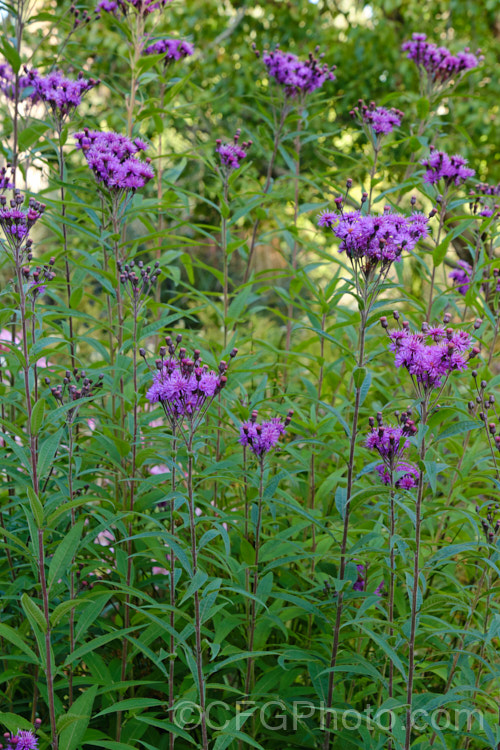 Great Ironweed (<i>Vernonia arkansana [syn. Vernonia crinita]), a late-summer to autumn-flowering perennial daisy native to the south-central United States. It can grow to as much as 3m tall and thrives in moist areas, such as pond margins. vernonia-3386htm'>Vernonia.