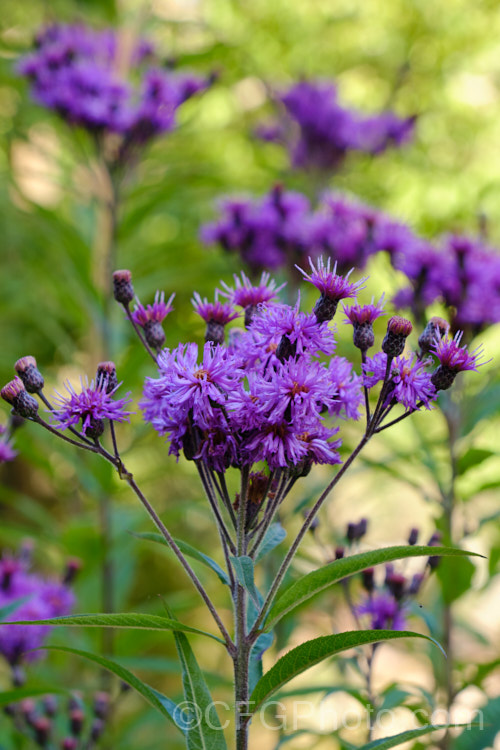 Great Ironweed (<i>Vernonia arkansana [syn. Vernonia crinita]), a late-summer to autumn-flowering perennial daisy native to the south-central United States. It can grow to as much as 3m tall and thrives in moist areas, such as pond margins. vernonia-3386htm'>Vernonia.