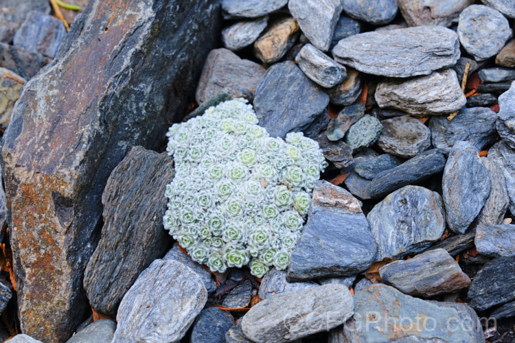Raoulia x loganii or X. Leucoraoulia loganii, a small cushion-forming perennial daisy that is thought to be and intergeneric hybrid between Leucogenes leontopodium and Raoulia rubra. The whole plant is covered in fine silvery hairs and is made up of densely packed foliage rosettes