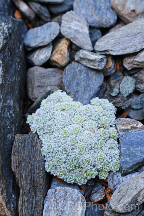 Raoulia x loganii or X. Leucoraoulia loganii, a small cushion-forming perennial daisy that is thought to be and intergeneric hybrid between Leucogenes leontopodium and Raoulia rubra. The whole plant is covered in fine silvery hairs and is made up of densely packed foliage rosettes