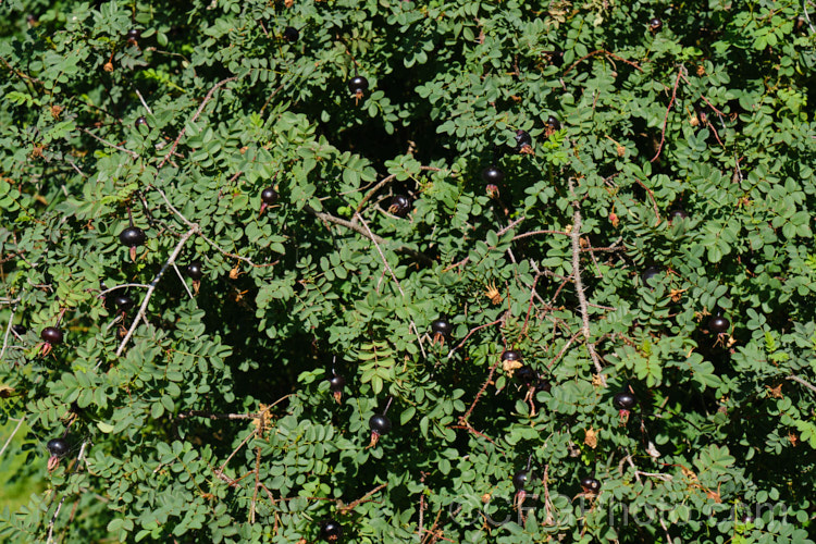 The foliage and hips (fruit</i>) of Rosa pimpinellifolia 'Double. White', a white double-flowered form of the Scotch or Burnet. Rose, although often compact for many years this cultivar ultimately grows to 2m tall and suckers very freely, creating a large thicket of stems. The glossy black hips are a feature from late summer. Order: Rosales, Family: Rosaceae