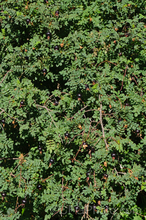The foliage and hips (fruit</i>) of Rosa pimpinellifolia 'Double. White', a white double-flowered form of the Scotch or Burnet. Rose, although often compact for many years this cultivar ultimately grows to 2m tall and suckers very freely, creating a large thicket of stems. The glossy black hips are a feature from late summer. Order: Rosales, Family: Rosaceae
