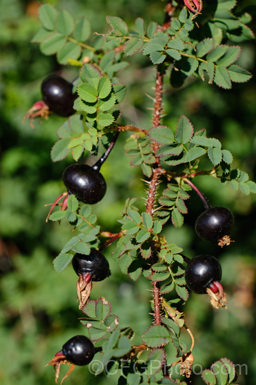 The foliage and hips (fruit</i>) of Rosa pimpinellifolia 'Double. White', a white double-flowered form of the Scotch or Burnet. Rose, although often compact for many years this cultivar ultimately grows to 2m tall and suckers very freely, creating a large thicket of stems. The glossy black hips are a feature from late summer. Order: Rosales, Family: Rosaceae