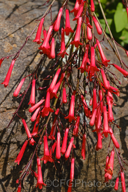 Coral Plant, Fountain Plant or Firecracker Plant (<i>Russelia equisetiformis</i>), a summer- to autumn-flowering. Mexican shrub with leafless, horsetail-like stems. It grows to around 15m high with a rather weeping habit that is often accentuated by the weight of the flowers. russelia-3270htm'>Russelia. <a href='plantaginaceae-plant-family-photoshtml'>Plantaginaceae</a>.