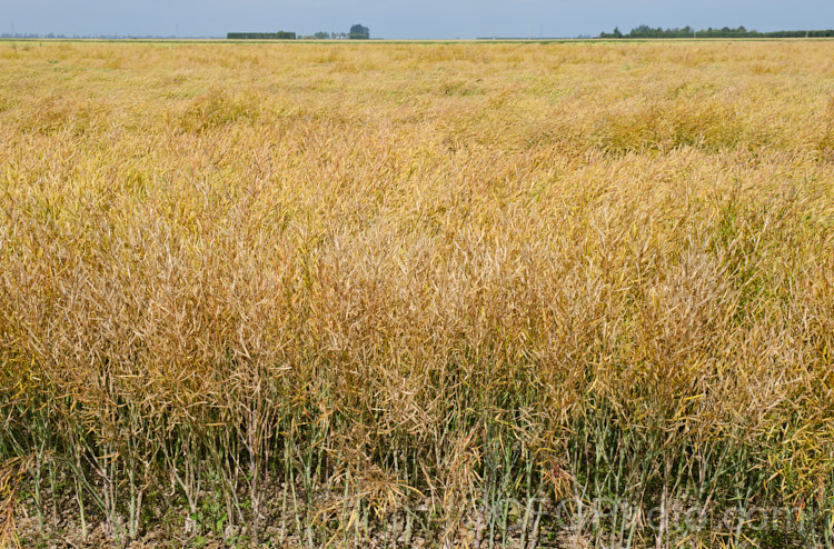 Mature seed pods of White Mustard or Yellow Mustard (<i>Sinapis alba [syn. Brassica alba]), an annual native to Europe and the Mediterranean region. It is primarily grown as a cover crop and a green manure but also produces the mustard seed used in the production of mustard and flavourings. The flowers are usually pale yellow but modern strains often have white flowers, sometimes with a hint of purple.