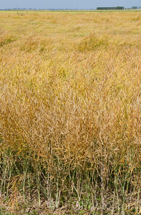 Mature seed pods of White Mustard or Yellow Mustard (<i>Sinapis alba [syn. Brassica alba]), an annual native to Europe and the Mediterranean region. It is primarily grown as a cover crop and a green manure but also produces the mustard seed used in the production of mustard and flavourings. The flowers are usually pale yellow but modern strains often have white flowers, sometimes with a hint of purple.