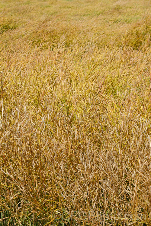 Mature seed pods of White Mustard or Yellow Mustard (<i>Sinapis alba [syn. Brassica alba]), an annual native to Europe and the Mediterranean region. It is primarily grown as a cover crop and a green manure but also produces the mustard seed used in the production of mustard and flavourings. The flowers are usually pale yellow but modern strains often have white flowers, sometimes with a hint of purple.