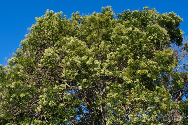 Order: Fabales, Family: Fabaceae