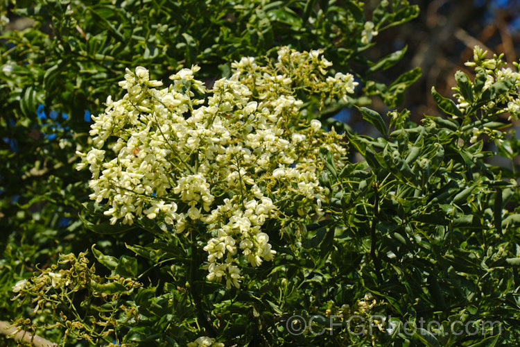 Order: Fabales, Family: Fabaceae