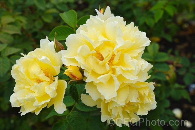 Rosa 'Yellow Dagmar. Hastrup', a yellow-flowered sport of a normally pale-pink-flowered Rosa rugosa hybrid The parent plant was discovered by Knud. Hastrup in 1914 and the yellow sport was developed byAmerican miniature rose breeder. Ralph. Moore and introduced in 1987. The flowers are mildly scented. Order: Rosales, Family: Rosaceae