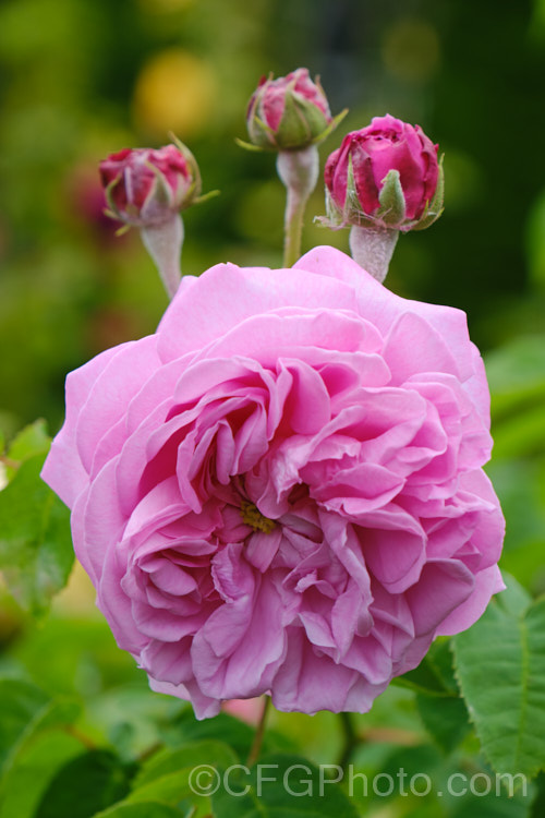 Rosa 'Gros. Choux d'Hollande' (parentage unknown</i>), a fragrant, once-flowering. Centifolia with large deep pink flowers that open from near-red buds. Its name translates to Big Cabbage of Holland and it is sometimes affectionately referred to by that name. It develops into a spreading 2m tall shrub, was raised by Vibert of France in 1830 and is sometimes listed as a Bourbon or Hybrid China rose. Order: Rosales, Family: Rosaceae