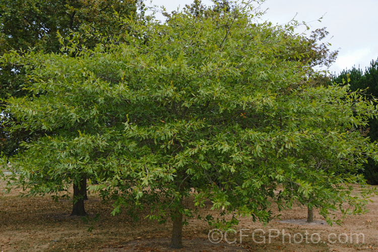 Louisiana Oak (<i>Quercus x ludoviciana</i>), a natural hybrid between Quercus pagoda and Quercus phellos that occurs in the southeastern United States. It grows to around 20m tall and has variably lobed 10-20cm long leaves. Order: Fagales, Family: Fagaceae