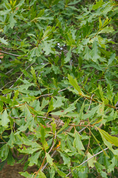 Louisiana Oak (<i>Quercus x ludoviciana</i>), a natural hybrid between Quercus pagoda and Quercus phellos that occurs in the southeastern United States. It grows to around 20m tall and has variably lobed 10-20cm long leaves. Order: Fagales, Family: Fagaceae